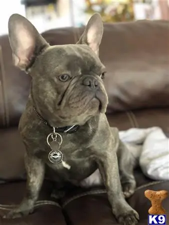 French Bulldog stud dog