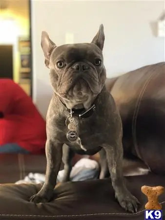 French Bulldog stud dog