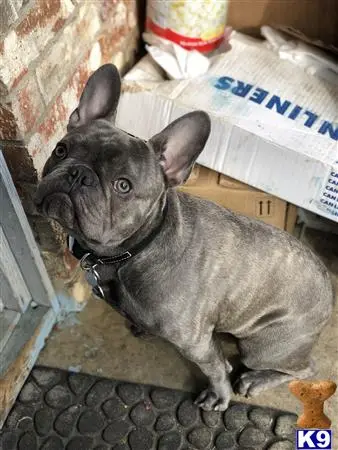 French Bulldog stud dog