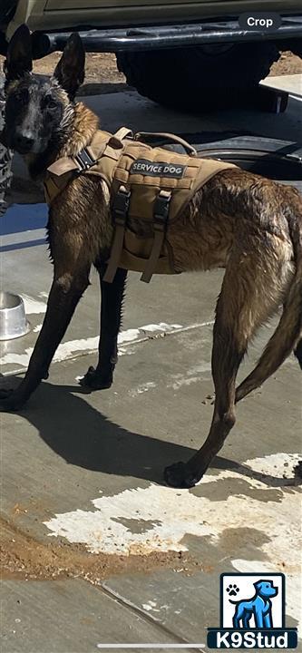 a belgian malinois dog wearing a vest