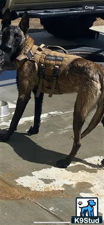 Belgian Malinois stud dog: a belgian malinois dog wearing a vest