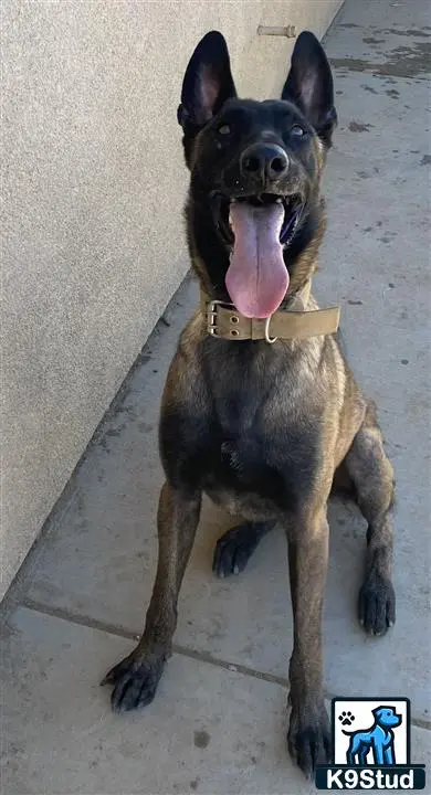 Belgian Malinois stud dog: a belgian malinois dog sitting on the floor