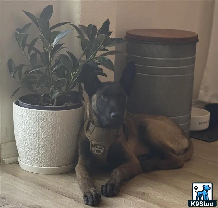 Belgian Malinois stud dog: a belgian malinois dog sitting next to a potted plant