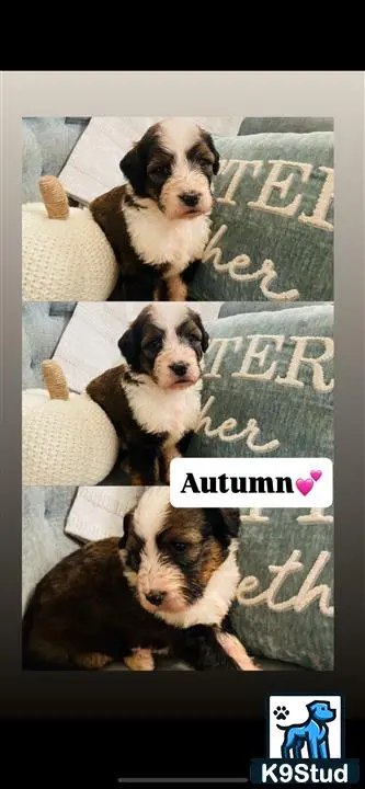 Bernedoodle puppy for sale: a group of bernedoodle dogs sitting on a couch