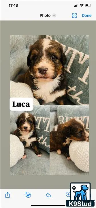 Bernedoodle puppy for sale: a bernedoodle dog sitting on a couch