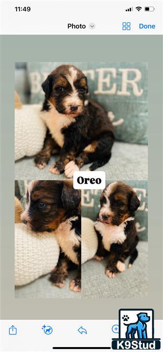 a group of bernedoodle puppies