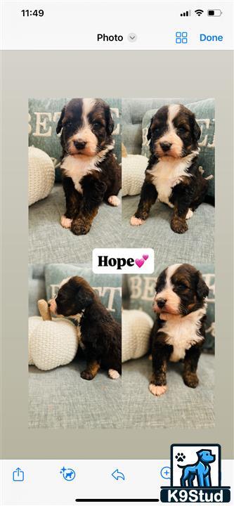 a group of bernedoodle puppies
