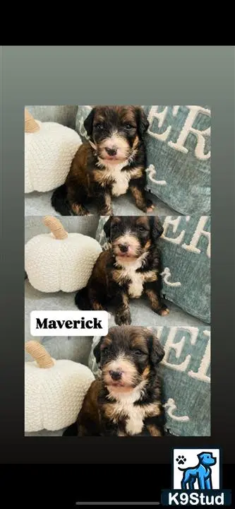 Bernedoodle puppy for sale: a group of bernedoodle dogs sitting on a couch