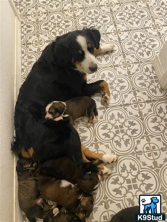 Bernedoodle puppy for sale: Black and brown dog lying with several small puppies on patterned floor