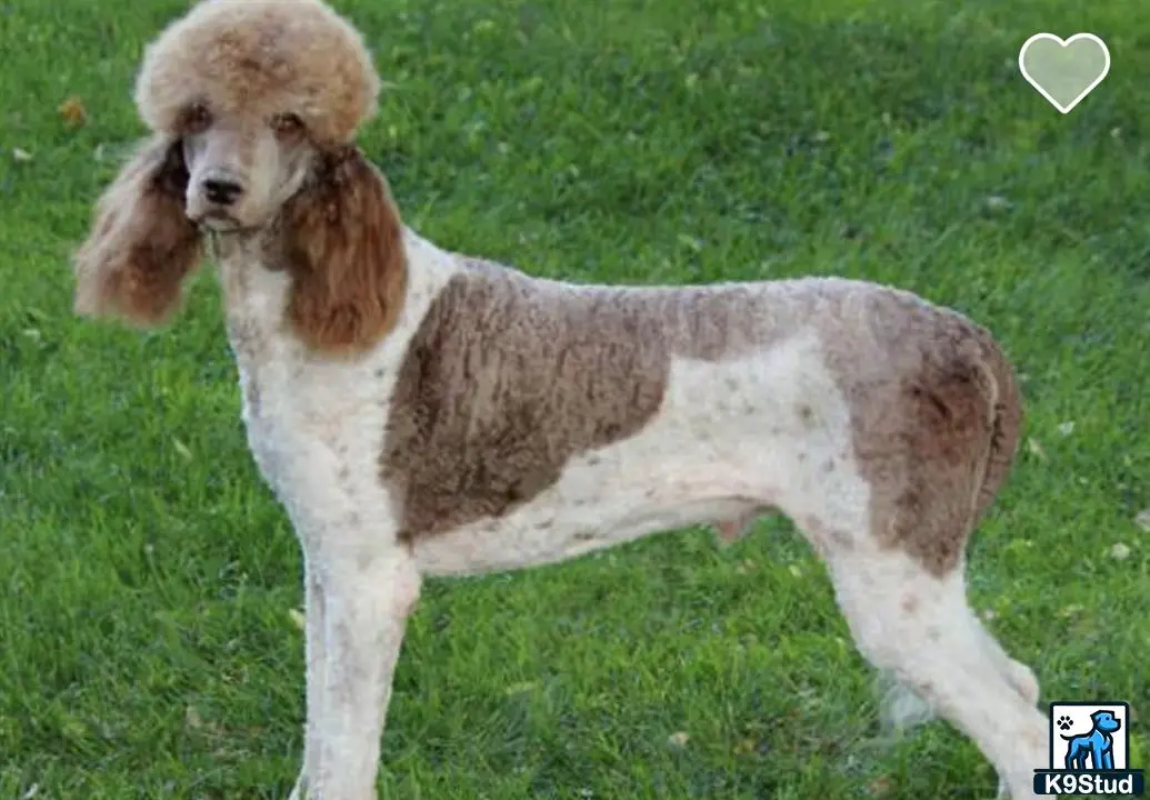 Bernedoodle puppy for sale: a bernedoodle dog standing on grass