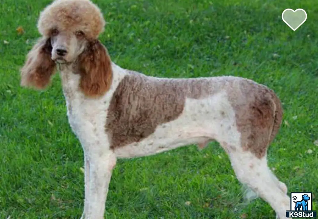 Bernedoodle puppy for sale: a bernedoodle dog standing in a grassy area