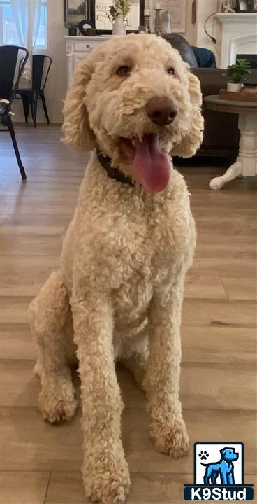 a poodle dog standing on a wood floor