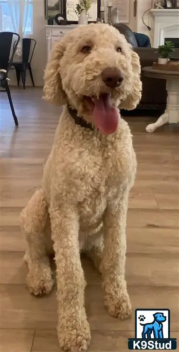 Poodle stud dog: a poodle dog standing on a wood floor