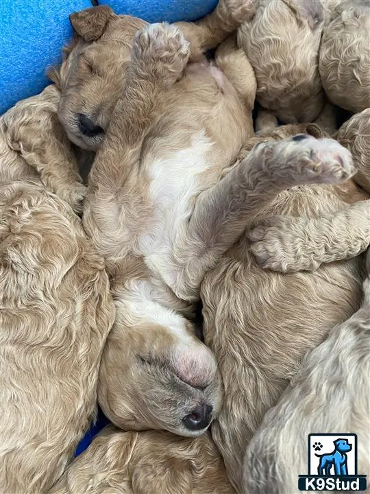 Poodle stud dog: Light brown Poodle puppies sleeping in a cozy pile