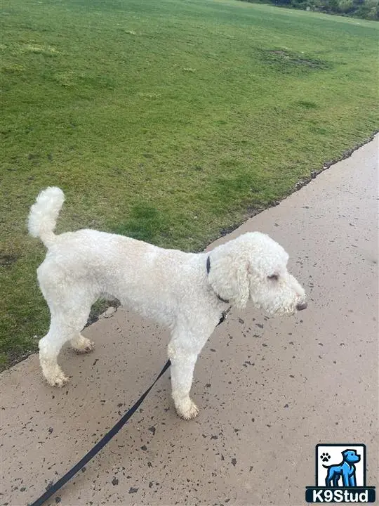 Poodle stud dog: a white poodle dog on a leash