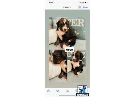 Bernedoodle puppy for sale: a group of bernedoodle puppies