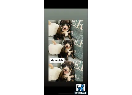 Bernedoodle puppy for sale: a group of bernedoodle dogs sitting on a couch