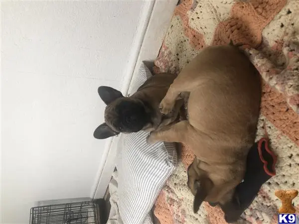 French Bulldog puppy for sale: a french bulldog dog standing on a rug