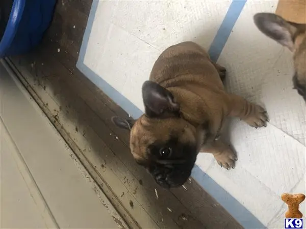 French Bulldog puppy for sale: a french bulldog dog lying on the floor