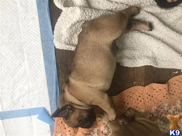 French Bulldog puppy for sale: a french bulldog dog lying on a blanket