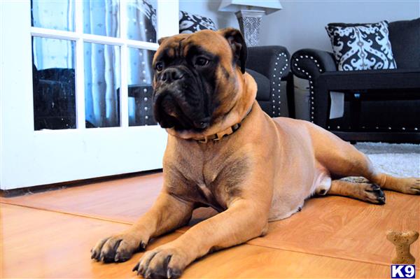 Bullmastiff