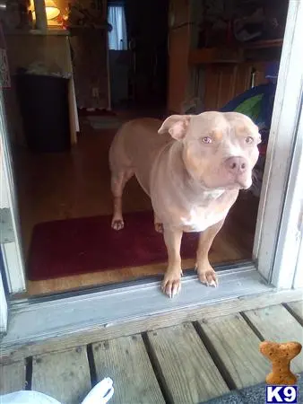 Bulldog female dog: Brown Bulldog standing at an open door on a wooden porch