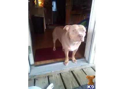 Bulldog female dog: Brown Bulldog standing at an open door on a wooden porch