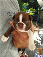 boston terrier puppy posted by dana71lee