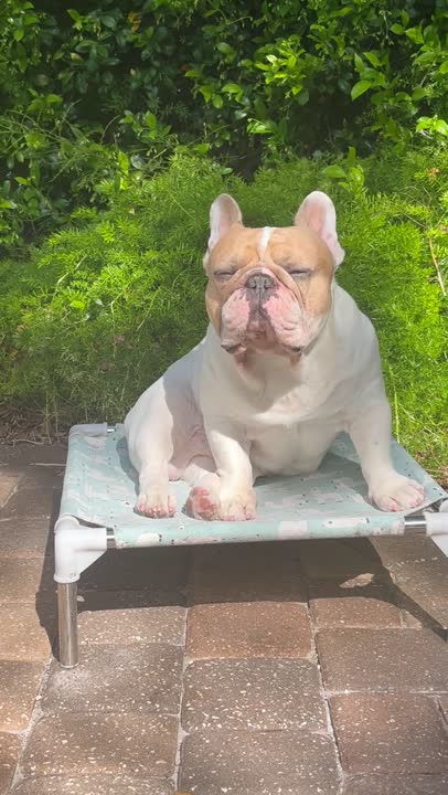 French Bulldog stud dog: Error: Operation returned an invalid status code BadRequest<br/>Stack Trace:    at Microsoft.Azure.CognitiveServices.Vision.ComputerVision.ComputerVisionClient.<DescribeImageInStreamWithHttpMessagesAsync>d__41.MoveNext()
--- End of stack t