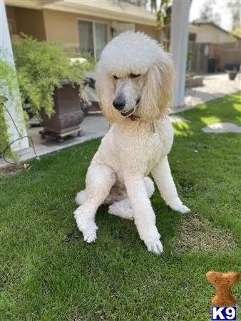 Poodle stud dog