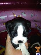 boston terrier puppy posted by danalee71