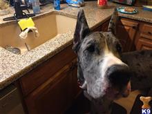 Diesel available Great Dane puppy located in MACOMB TWP