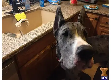 a great dane dog sitting in a kitchen