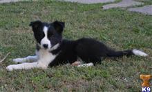 border collie puppy posted by danchezar11