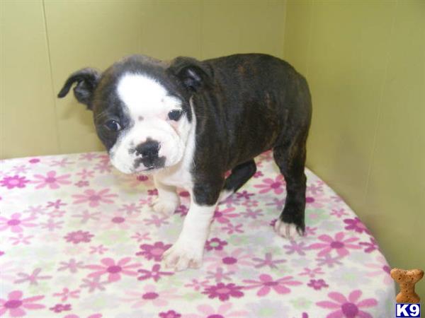 boston terrier puppy posted by dandg
