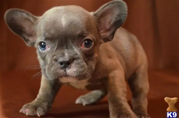 French Bulldog puppy for sale