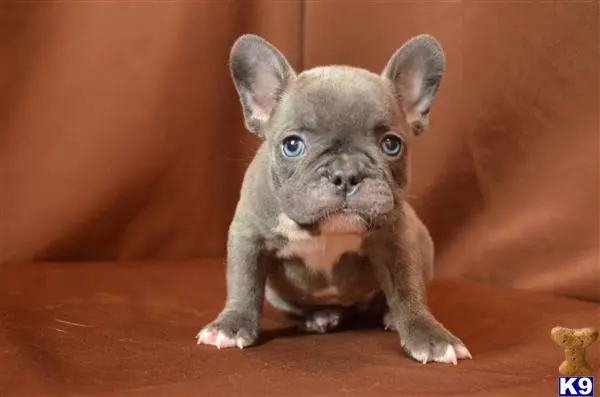 French Bulldog puppy for sale