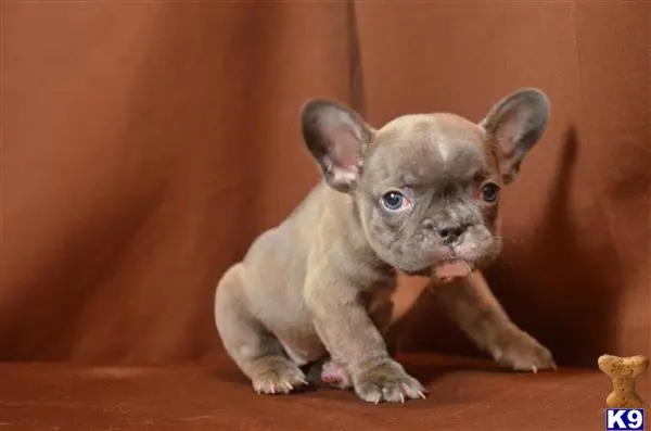 French Bulldog puppy for sale