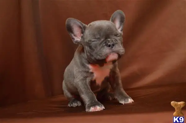 French Bulldog puppy for sale