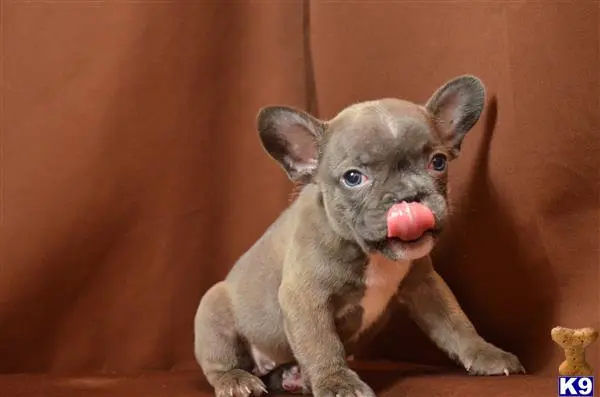 French Bulldog puppy for sale