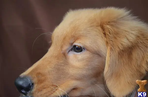 Golden Retriever puppy for sale