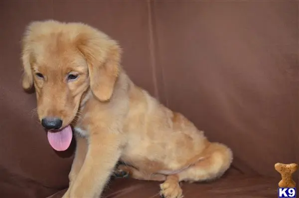 Golden Retriever puppy for sale