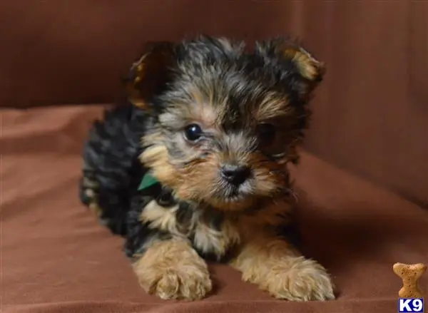 Yorkshire Terrier puppy for sale