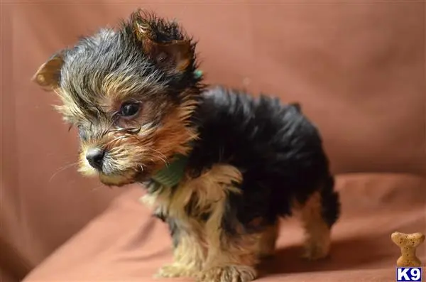 Yorkshire Terrier puppy for sale