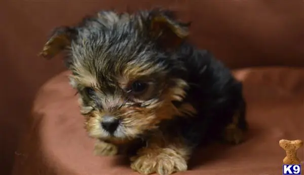 Yorkshire Terrier puppy for sale