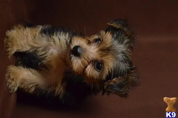 Yorkshire Terrier puppy for sale