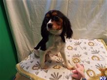 cavalier king charles spaniel puppy posted by dandg