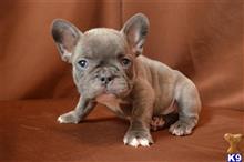 french bulldog puppy posted by dandg