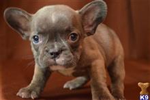 french bulldog puppy posted by dandg