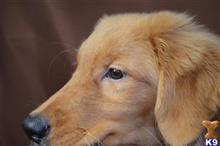 golden retriever puppy posted by dandg